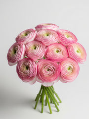 Ranúnculo Blanco con Rosa