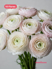 Ranúnculo Blush