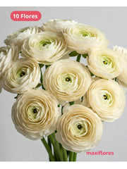 Ranúnculo Crema