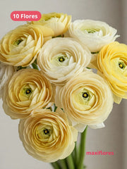 Ranúnculo Mantequilla