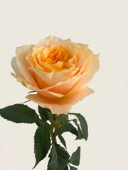 Rosas Inglesas Cristal