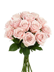 Rosa Princess Sofía