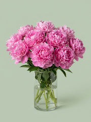 Peonias rosa encanto