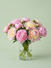 Peonias rosa melocoton