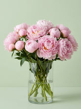 Peonias rosa profundo
