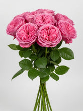 Pink X- Pression Rosas Inglesas