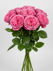 Pink X- Pression Rosas Inglesas