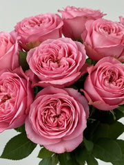 Pink X- Pression Rosas Inglesas