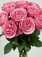 Pink X- Pression Rosas Inglesas