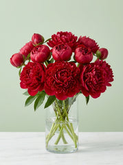 Peonias rojo vino