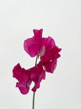 Sweet Peas