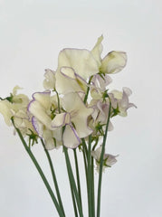 Sweet Peas