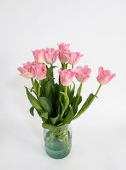 Tulipanes Corona Rosa