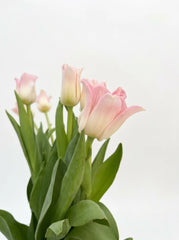 Tulipanes Corona Rosa