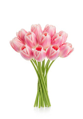 Tulipán Rosa Pastel