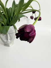 Tulipanes Púrpura Oscuro Doble Pétalo