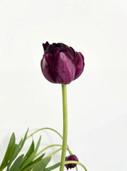 Tulipanes Púrpura Oscuro Doble Pétalo