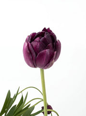 Tulipanes Púrpura Oscuro Doble Pétalo