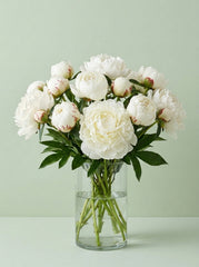 Peonias marfil
