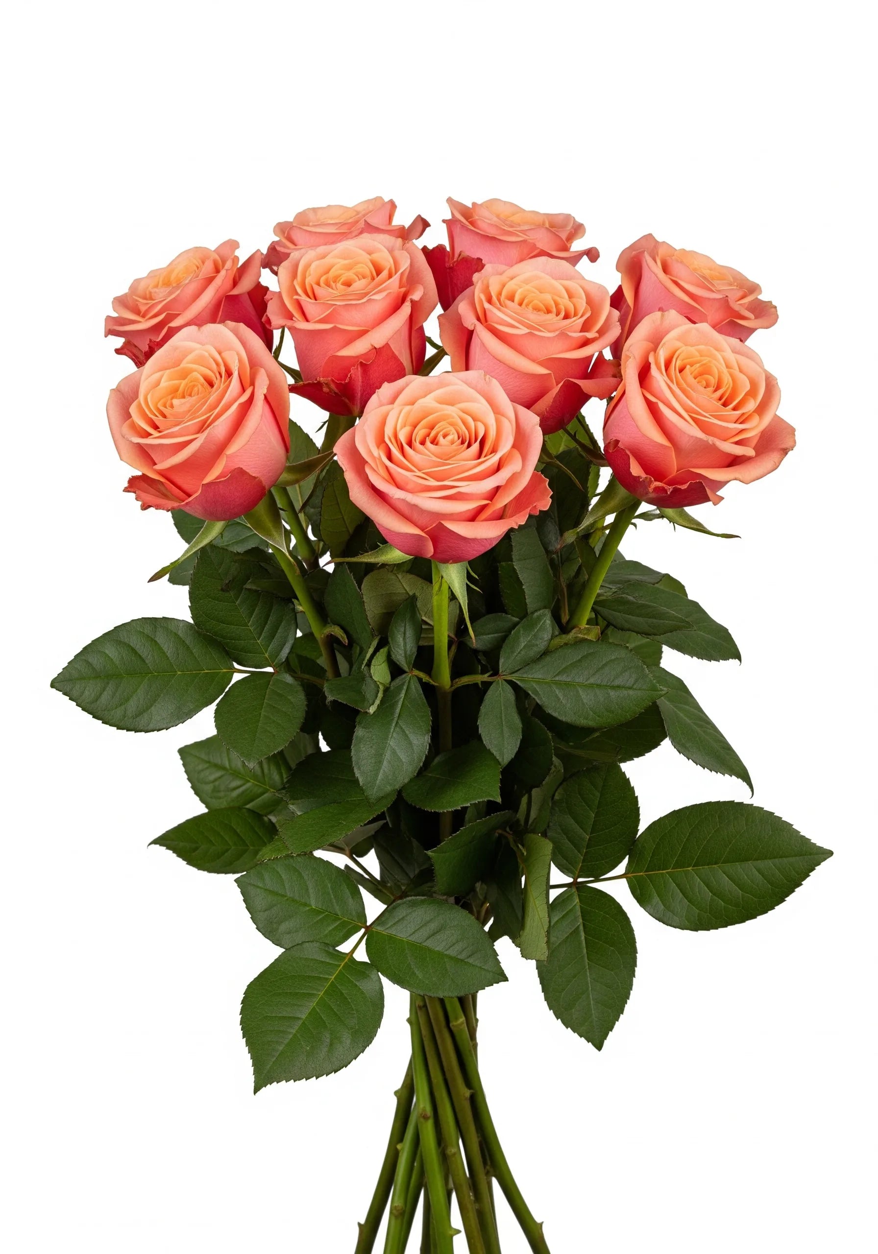 Rosa Fascination