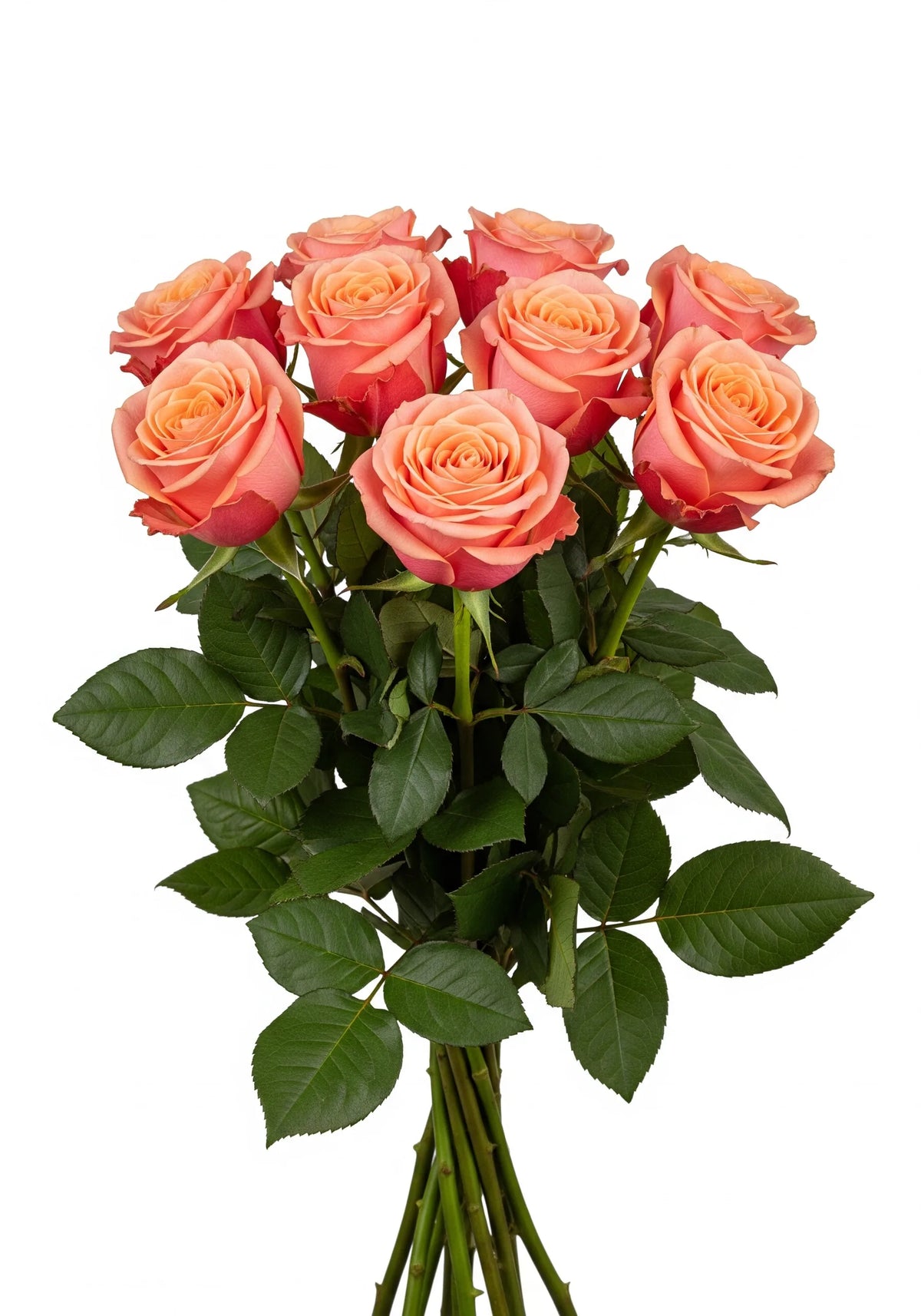 Rosa Fascination
