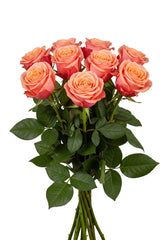 Rosa Fascination