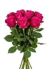 Rosa Fucshia