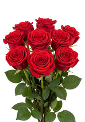 Rosa Roja