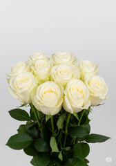 Rosa Nova Vita