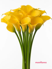Callas Amarillas