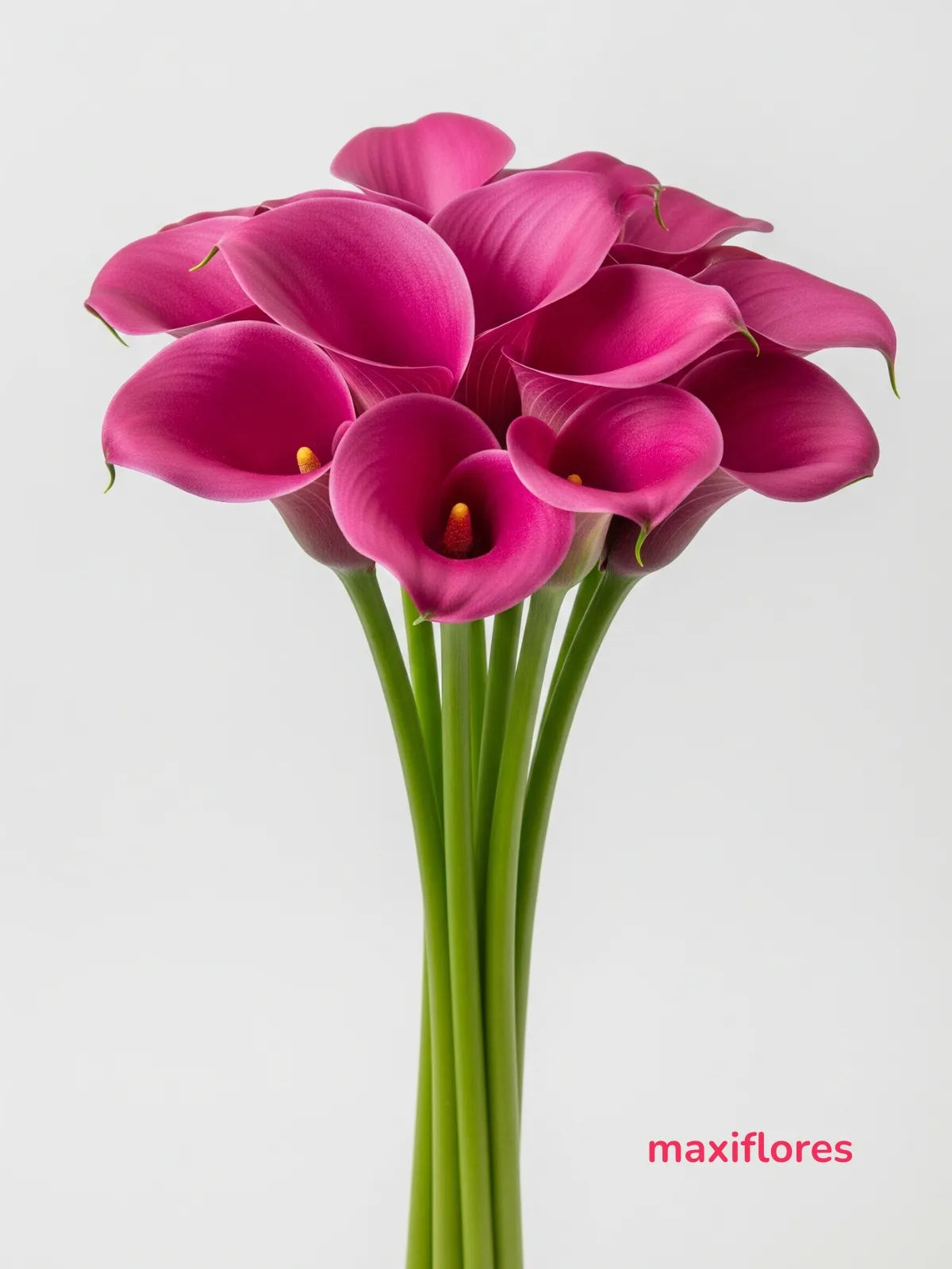 Callas Fuchsia