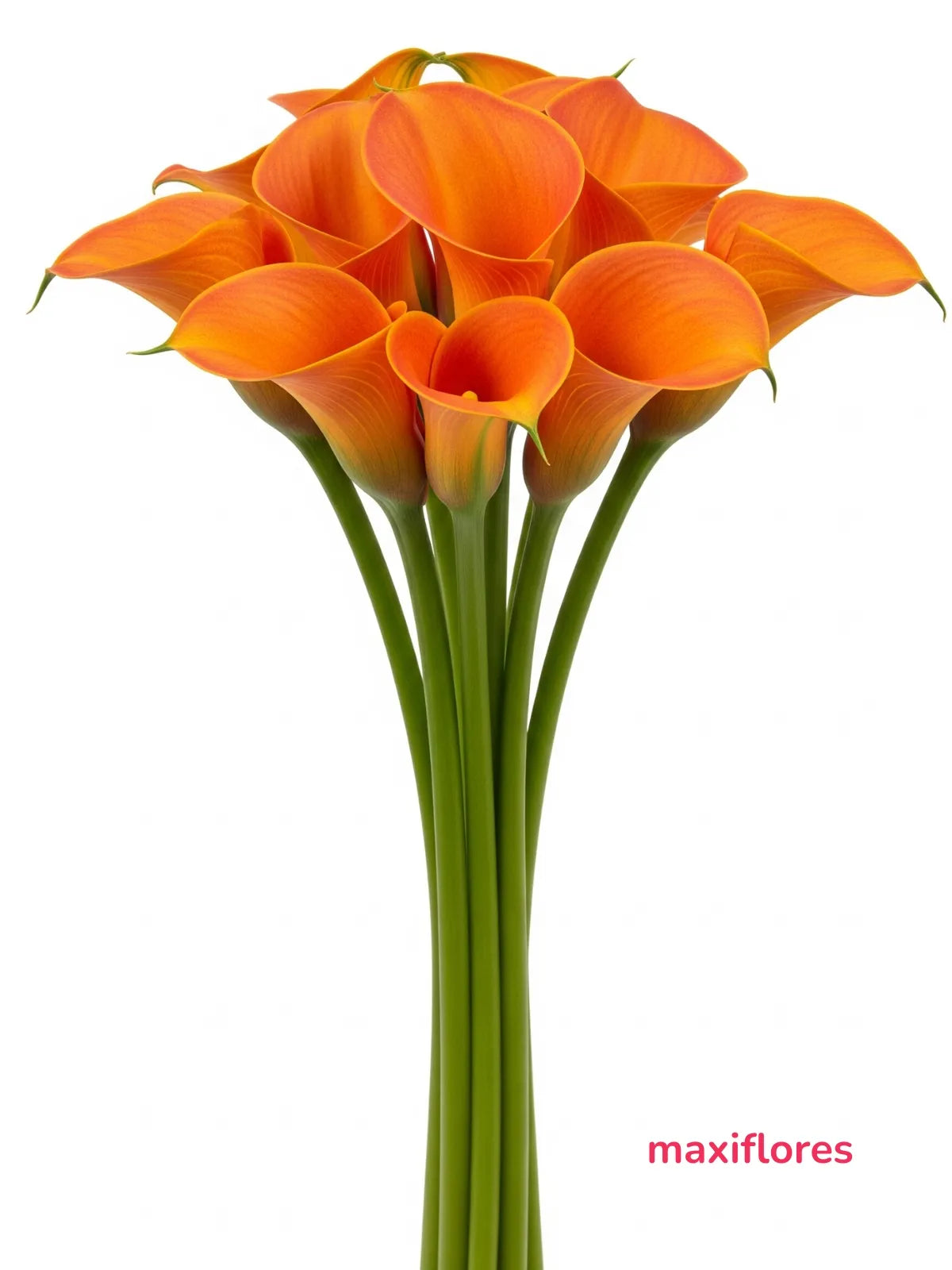 Callas Naranja