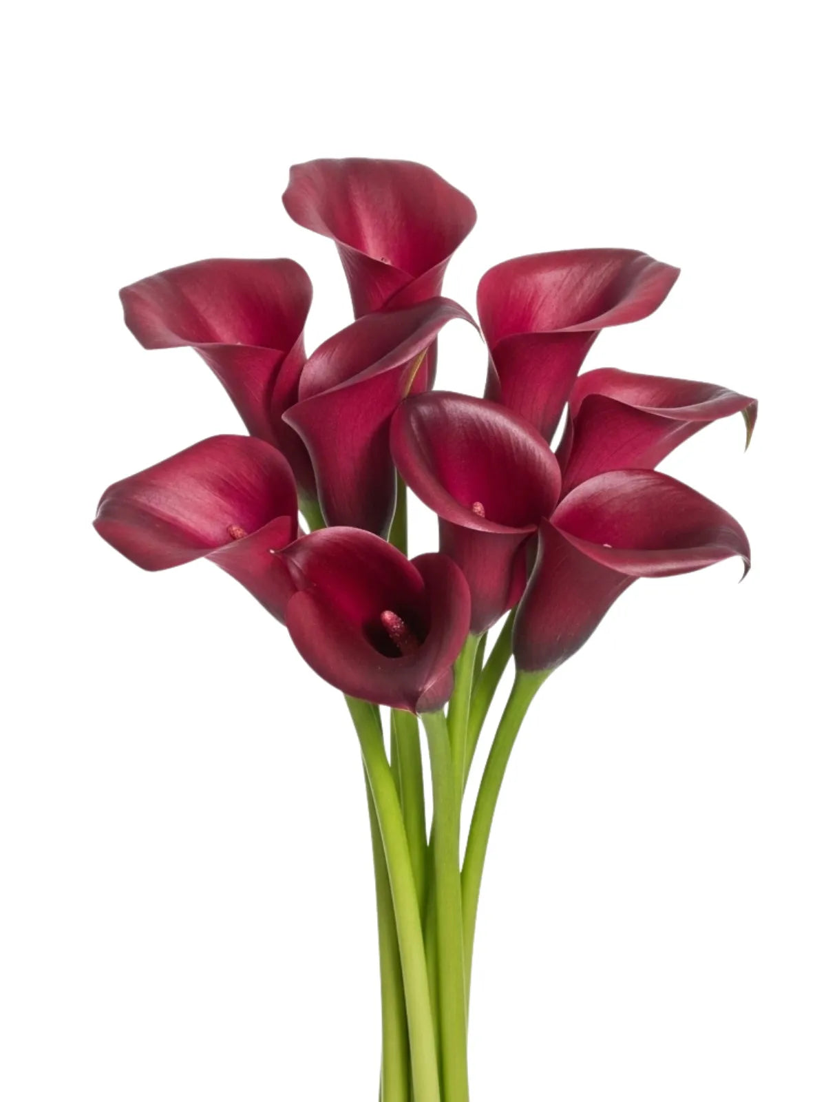 Callas Rojas