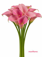 Callas Rosa