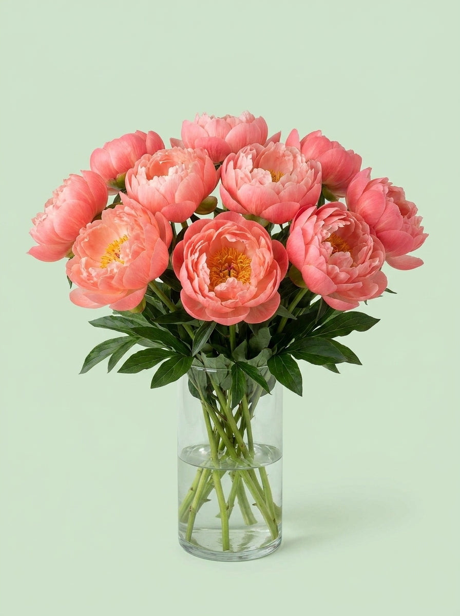 Peonias coral fuego