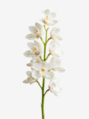 Cymbidium Blancas