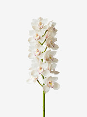 Cymbidium Blancas