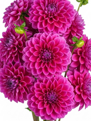 Dahlias Fuchsia