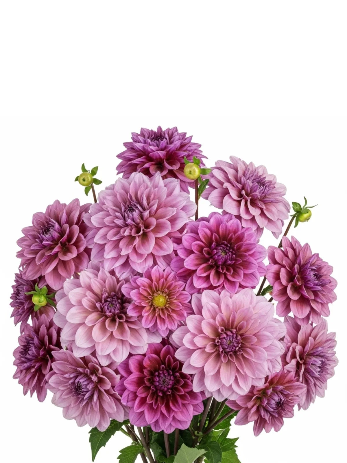 Dahlias Uva