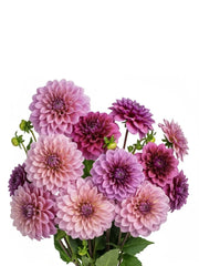 Dahlias Uva