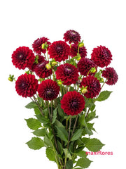 Dahlias Vino