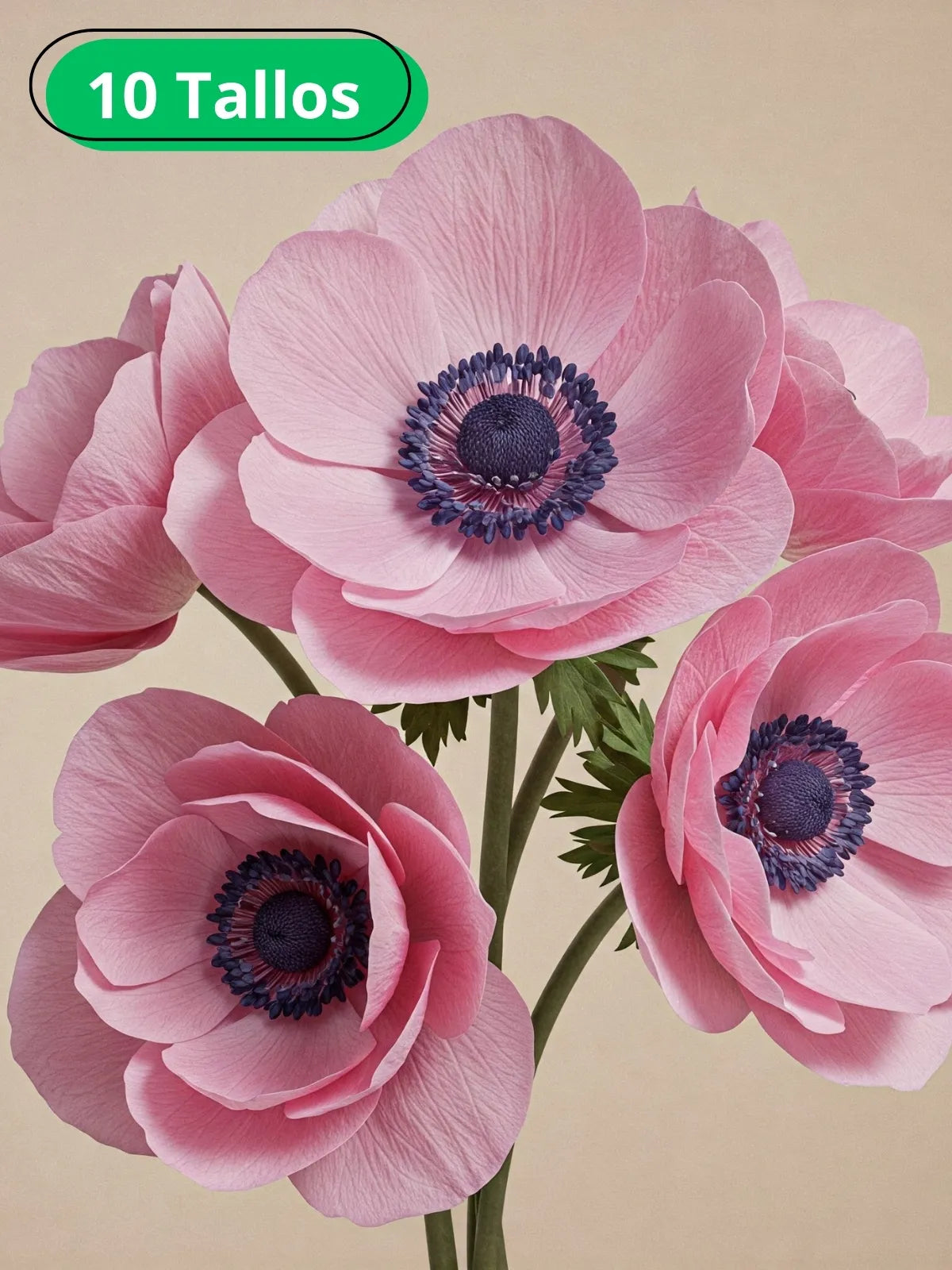 Anémona Rosa