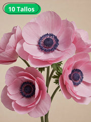 Anémona Rosa