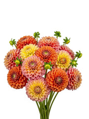 Dhalias Naranja