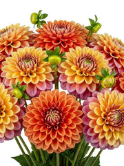 Dhalias Naranja