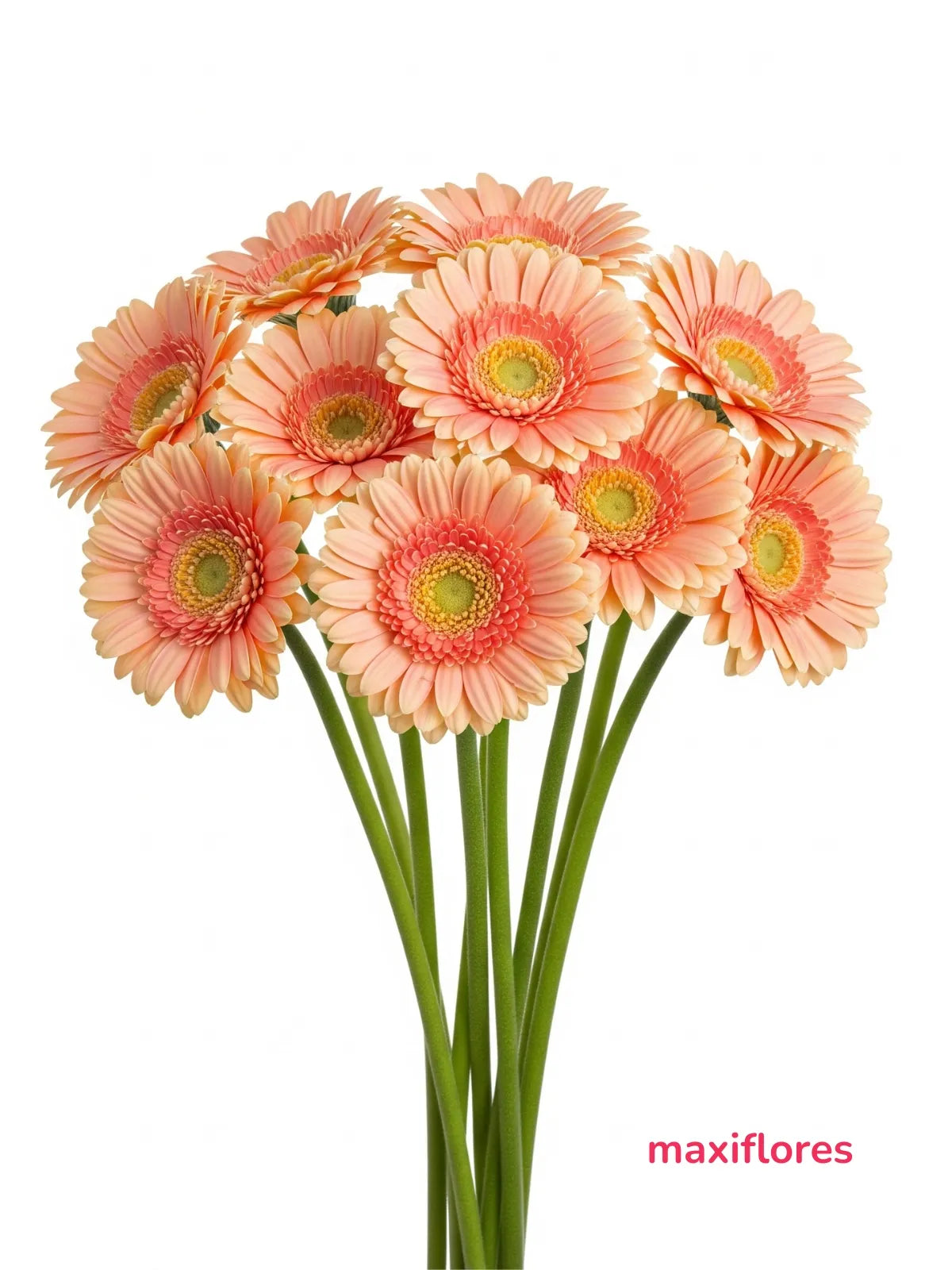 Gerberas Durazno