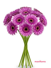 Gerberas Lila