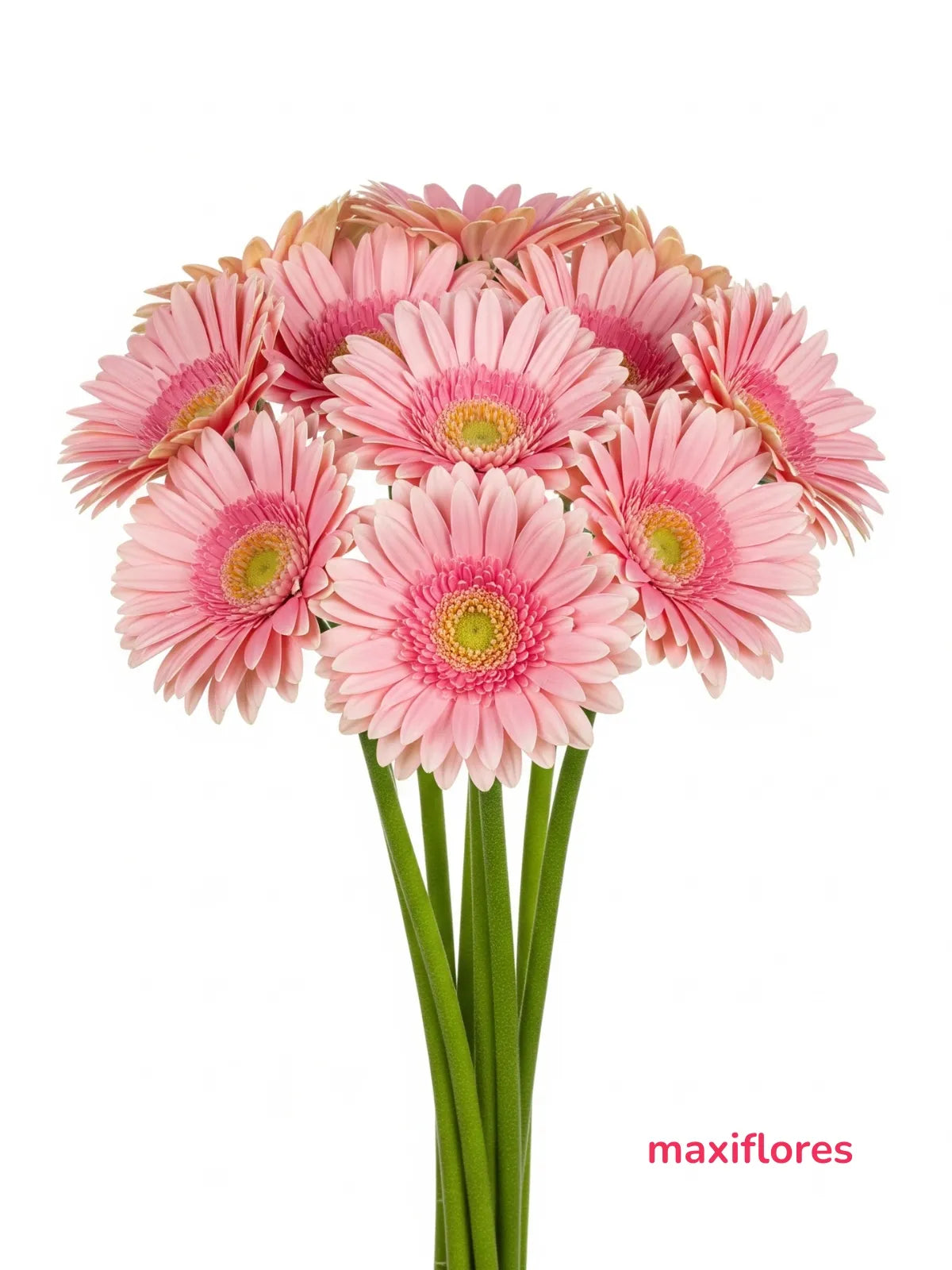 Gerbera Rosa Pastel