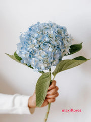 Hortensias Azules