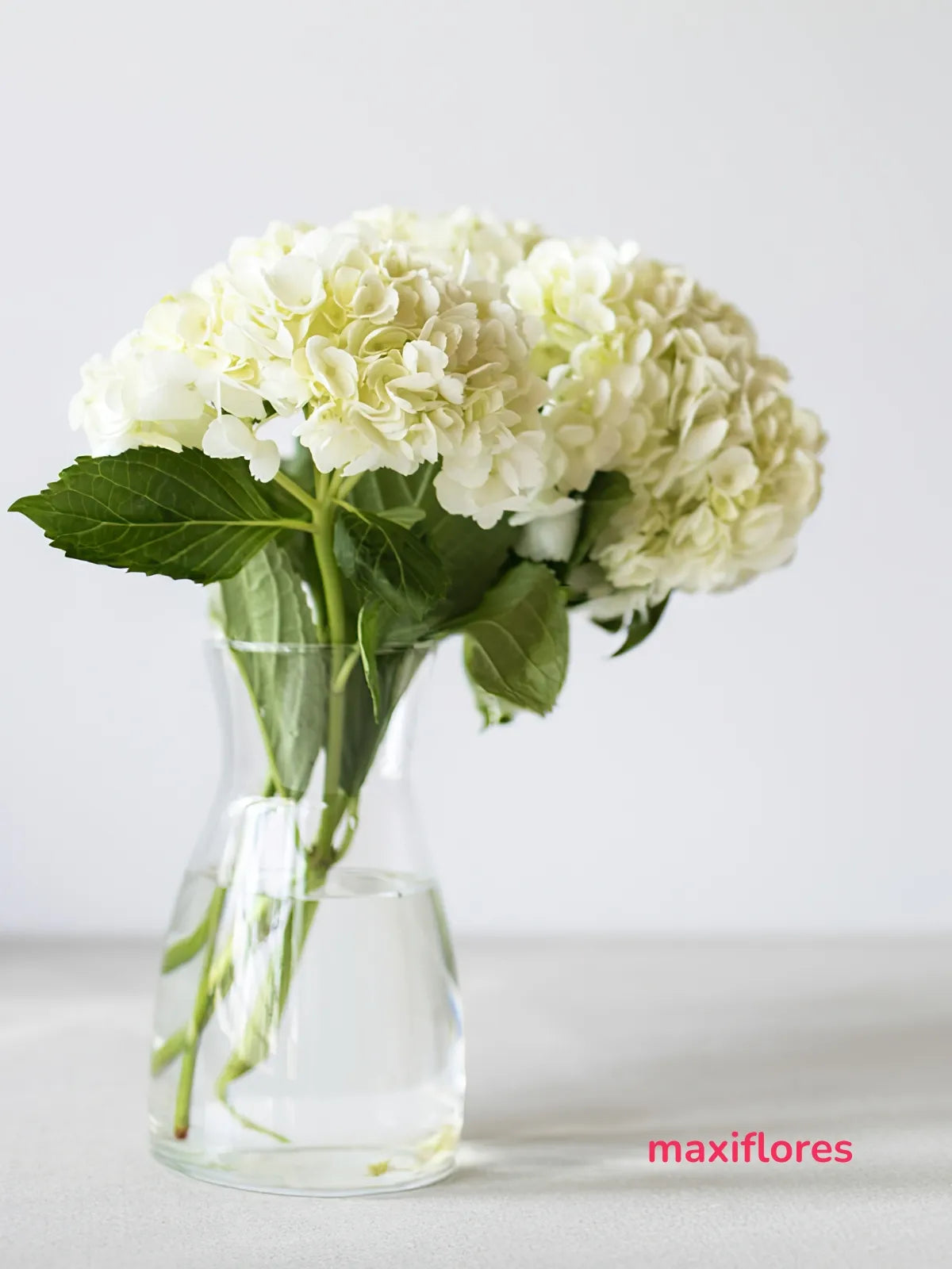 Hortensias Blancas